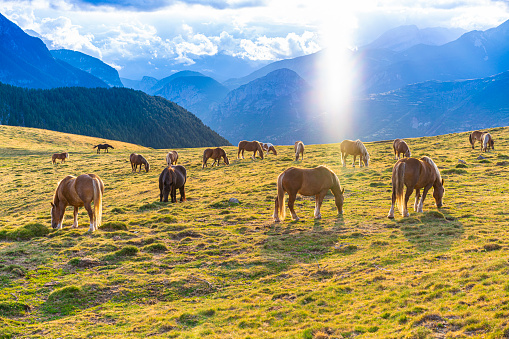 Horses grazing at sunset in Puerto de Sahun mountain pass of the Pyrenees in Huesca Aragon of Spain