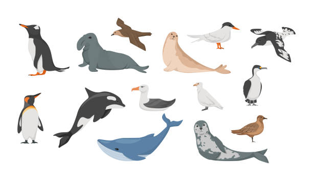 illustrations, cliparts, dessins animés et icônes de phoque de la flore antarctique, pétrel, pingouins, albatros, baleine bleue, léopard de mer, colombe du cap, pluvier blanc - fulmar