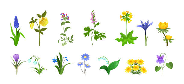 봄 식물 원예, 숲과 정원 꽃, 야생 식물과 허브 컬렉션 - corydalis stock illustrations