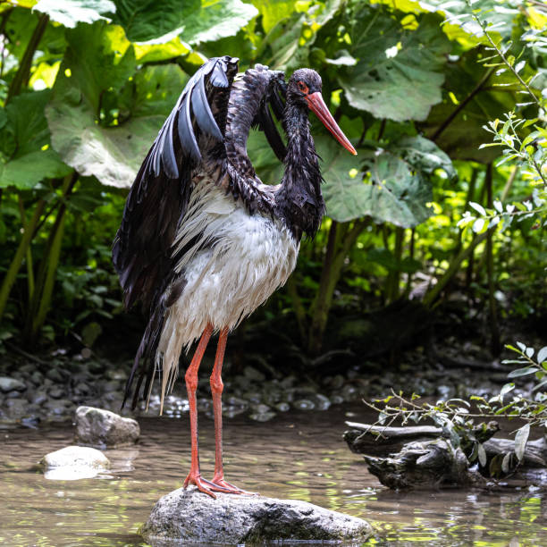 The Black stork, Ciconia nigra is a large bird in the stork family Ciconiidae.