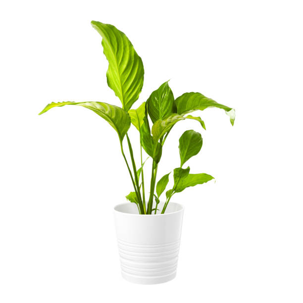 istock Spathiphyllum in a pot on a white background. Home plant. 1365340134