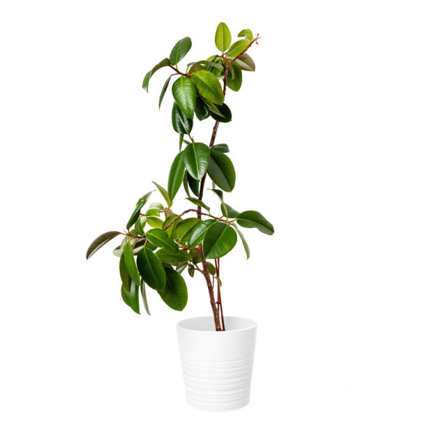 Ficus robusta isolated on white background. Green house plant in a pot.