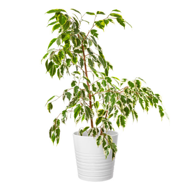 istock Ficus Benjamina in a white pot. Home green plant. 1365340141