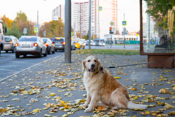 golden retriever auf der stadtstraße im herbst. aufschließen. - golden retriever dog autumn leaf stock-fotos und bilder