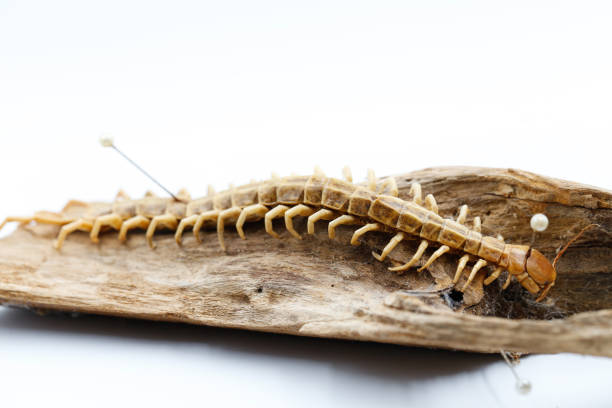 istock Stuffed centipede on wood by pin 1365340944
