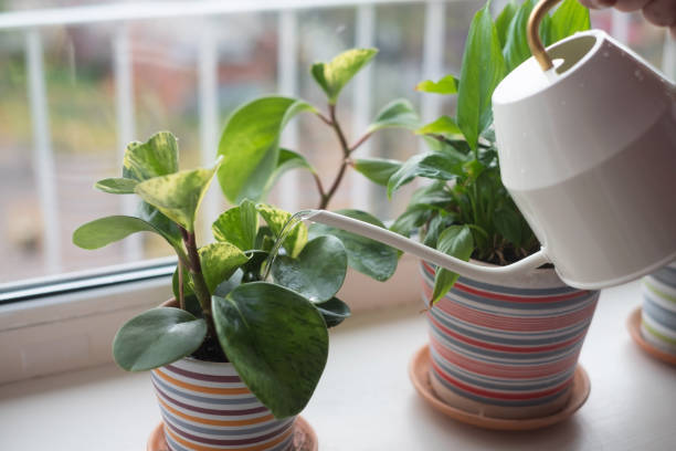 istock Watering plants in flowerpots by window at home. 1365340958