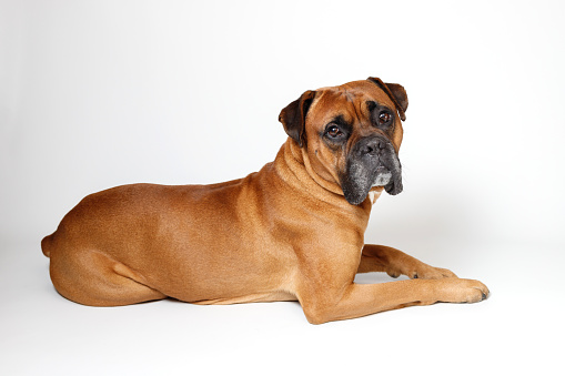 Dog German boxer on a white background