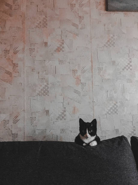 istock A black cat with a white muzzle is lying on the edge of a gray sofa in a room. 1365342648