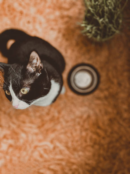 black cat is sitting next to a bowl of food and waiting for food. looking up at the host. - shorthair cat audio imagens e fotografias de stock