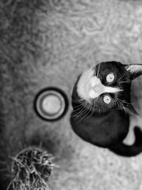 black cat is sitting next to a bowl of food and waiting for food. looking up at the host. - shorthair cat audio imagens e fotografias de stock