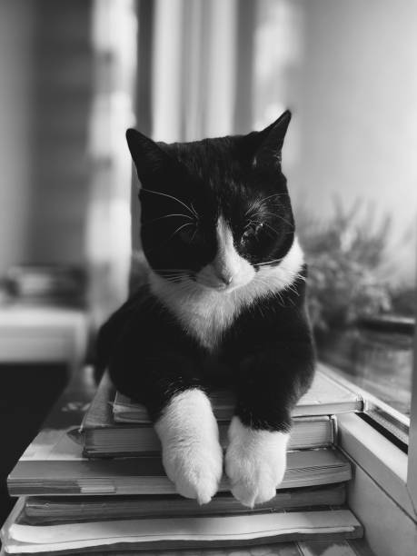 istock black cat with a white muzzle lies on a windowsill with its paws crossed over textbooks and looks out the window. 1365342875