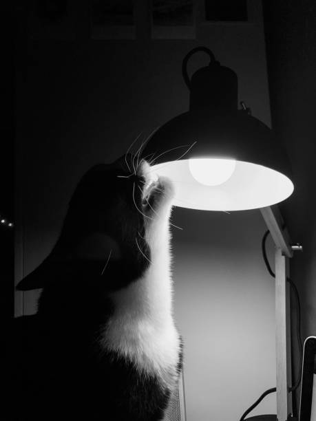 istock black cat with a white neck sits at an office desk and bites a black table lamp 1365342896