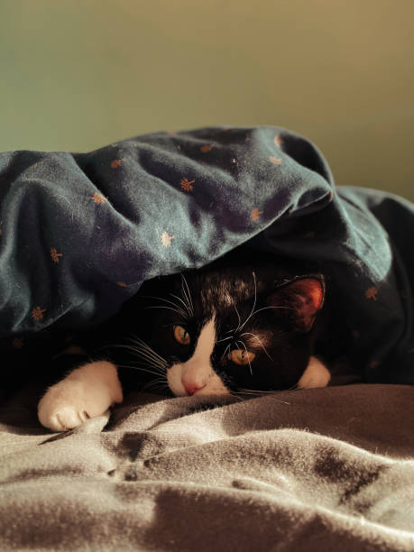 istock black cat with a white muzzle lies on a bed under a blue blanket lit by the spring sun. 1365342957