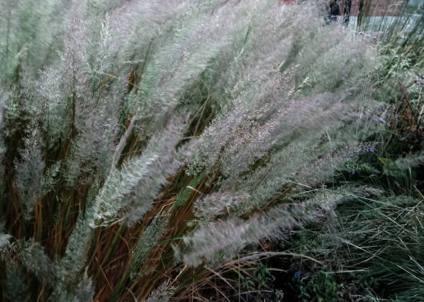 istock Vegetable blurred green silvery background from wild meadow allergenic grass, panicles with pollen 1365343310
