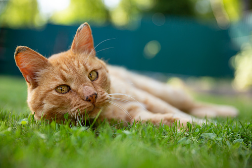 Red  tabby cat lies in the meadow. Ginger cat looks into the camera while chilling in green grass. Summer nature, outdoor.