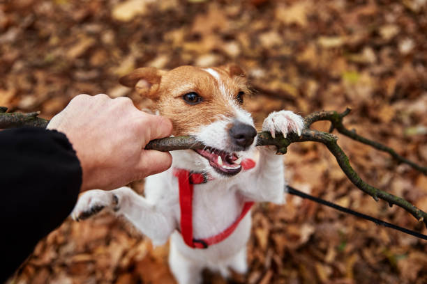 istock Dog play with a branch in autumn forest 1365346327