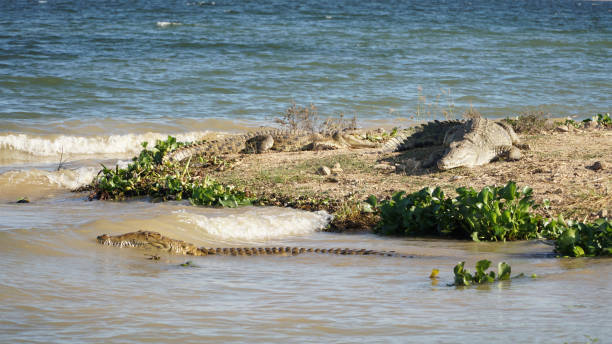 Alligators in the water near a safari camp in Binga at Lake Kariba between Zambia and Zimbabwe. stock photo