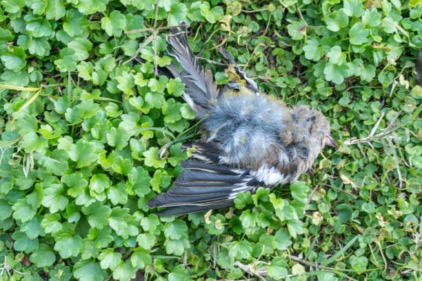 um pássaro morto - animal morto - fotografias e filmes do acervo