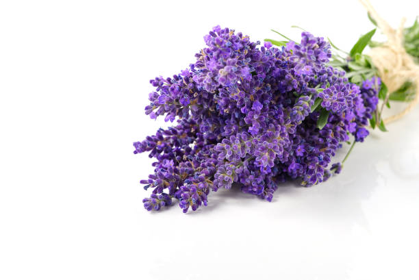 Aromatic Lavender flowers bundle on a white background. Isolated morning Lavender flowers close-up