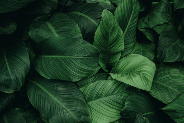 istock tropical leaves, abstract green leaves texture, nature background 1365351820