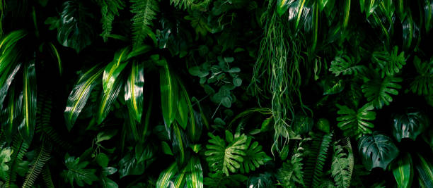 istock abstract green leaf texture, tropical leaf foliage nature dark green background 1365351840