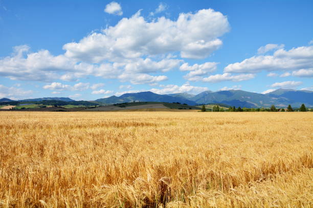 istock view of the fields and mountains 1365351843