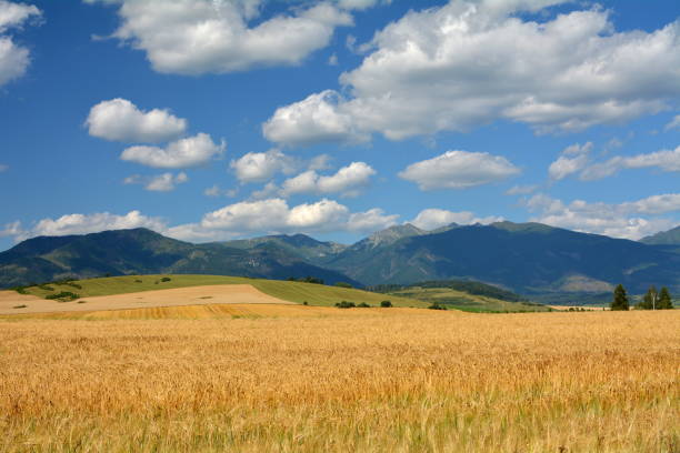 istock view of the fields and mountains 1365352479