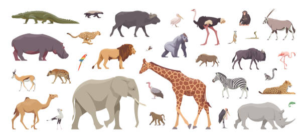 flache gruppe afrikanischer tiere. isolierte tiere auf weißem hintergrund. vektorillustration - ostrich ape animal monkey stock-grafiken, -clipart, -cartoons und -symbole