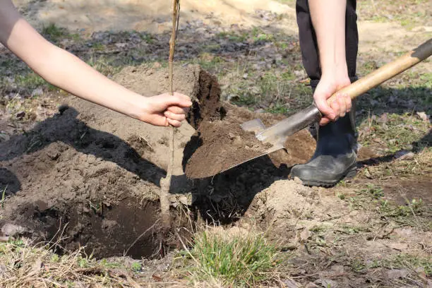 one gardener holds a fruit tree seedling in his hand while another digs in a hole with earth with a shovel, close-up