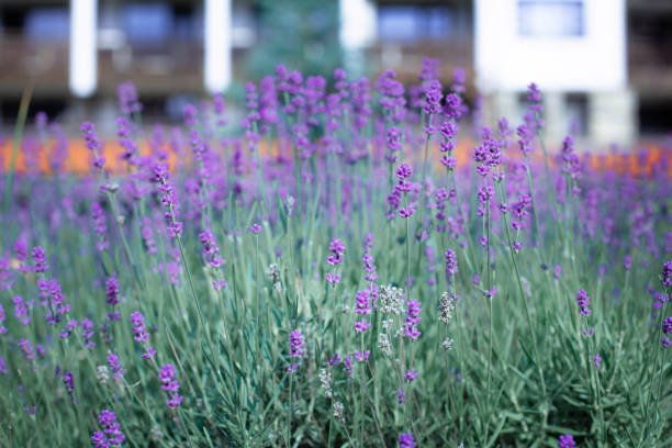 istock Lavender flowers close up flowerbed 1365356488