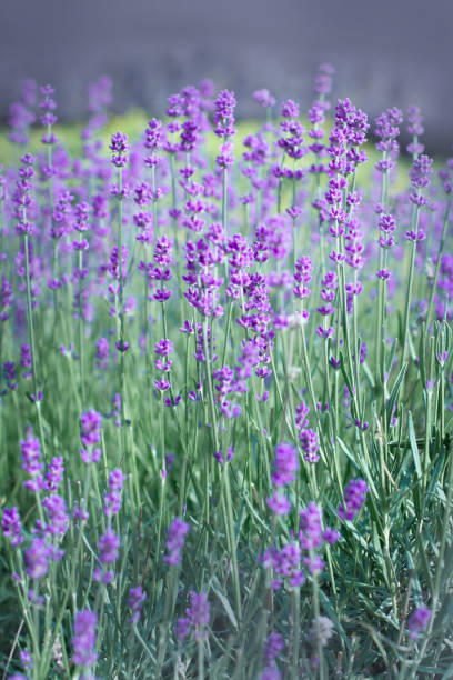 Lavender flower close up in a field in Provence France