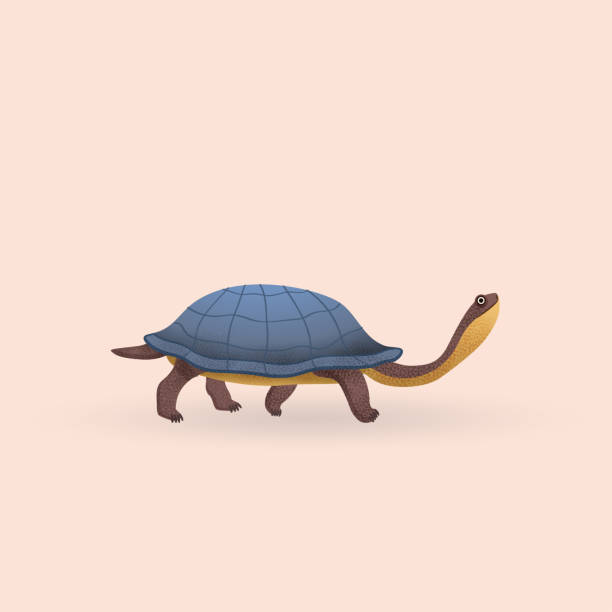 istock Australian snake-necked turtle (lat. Chelodina longicollis) is a species of snake-necked turtles (Chelidae) 1365356820