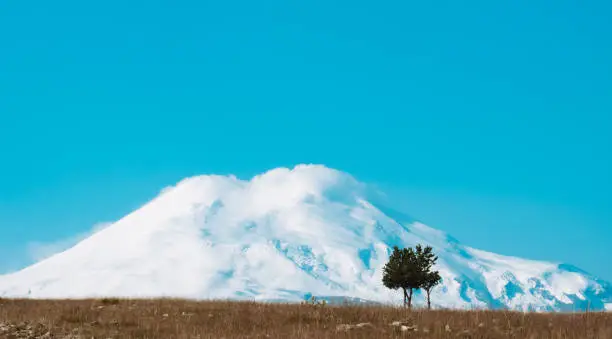 Minimalistic natural background with lonely tree on against snowy peak of Mount Elbrus.