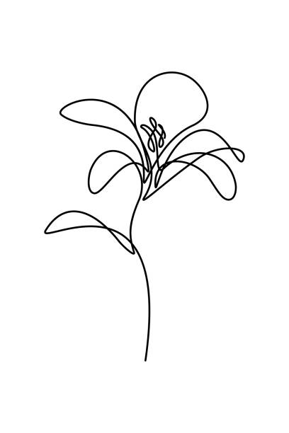 릴리 아이리스입니다 - magnolia single flower flower spring stock illustrations