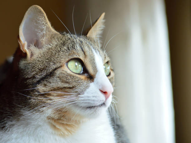istock Domestic common cat closeup portrait. 1365364044