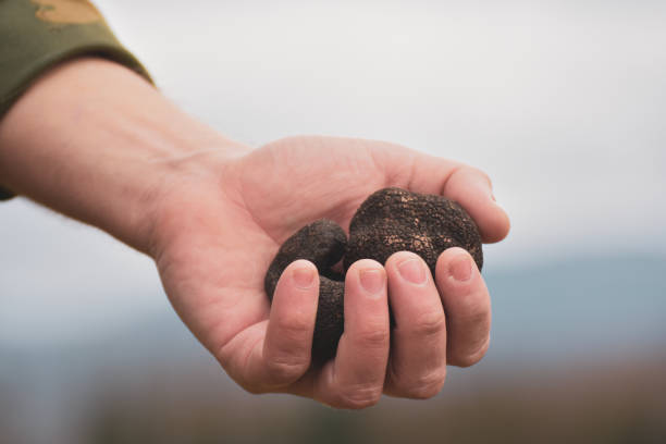 black truffles from perigord tuber melanosporum held by a hand with the sky in the background - truffle tuber melanosporum mushroom 個照片及圖片檔