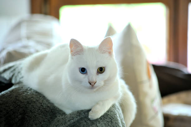 Close-up shot of a beautiful white cat with striking yellow eyes and a pink nose, captured in a natural outdoor setting.