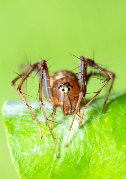 Spider and web on green leaf - animal behavior.