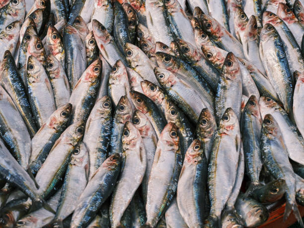 istock fresh sea fish in the market 1365367549