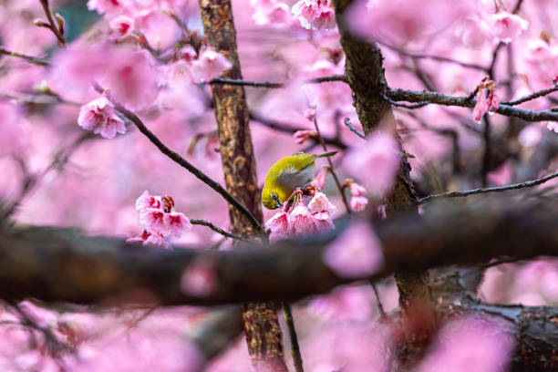 istock Little bird eats nectar on a cherry blossom tree,Sakura blossom beautiful flowers at Doi Ang Khang , Chiang Mai Thailand Province, Sakura in Thailand 1365369923