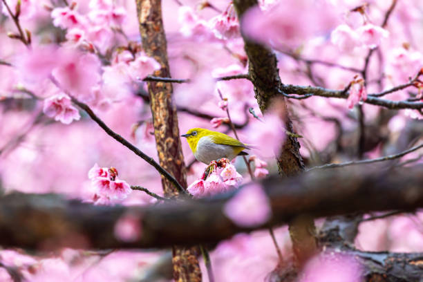 小鳥は桜の木に蜜を食べ、桜はタイの高麗な花、中井アンカン、チェンマイタイランド省、さくらで花を咲かせる
