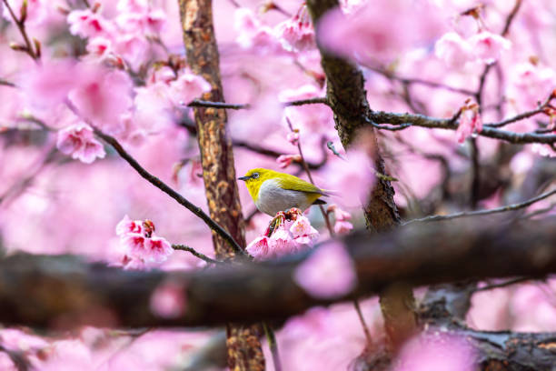 Little bird eats nectar on a cherry blossom tree,Sakura blossom beautiful flowers at Doi Ang Khang , Chiang Mai Thailand Province, Sakura in Thailand