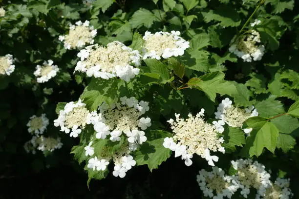 A lot of white flowers of Viburnum opulus in mid May