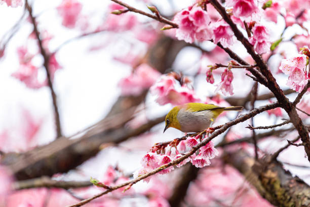istock Little bird eats nectar on a cherry blossom tree,Sakura blossom beautiful flowers at Doi Ang Khang , Chiang Mai Thailand Province, Sakura in Thailand 1365370105