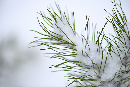 Spruce branch, pine trees in the snow, close up