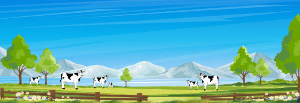 ländliche bauernhoflandschaft mit grünen feldern und stalltieren kühe, hügel mit blauem himmel und wolken, vector cartoon frühlings- oder sommerlandschaft, ökodorf oder bio-landwirtschaft auf dem land - national grassland stock-grafiken, -clipart, -cartoons und -symbole