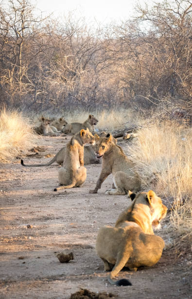 istock 12 lions on the road 1365370534