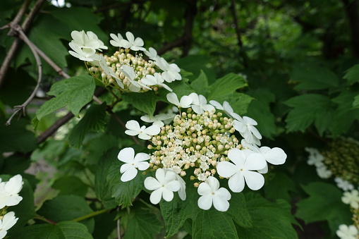 Pair of corymbs of white flowers of Viburnum opulus in May