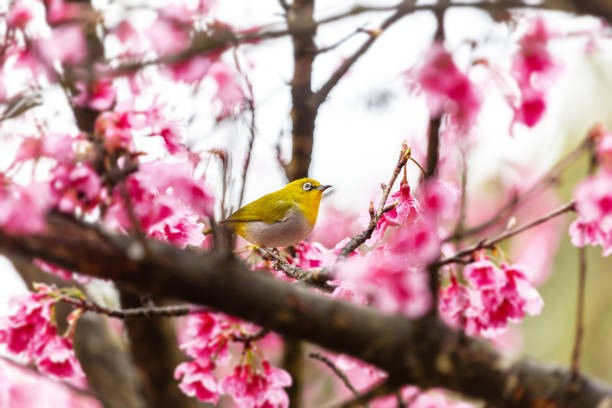 istock Little bird eats nectar on a cherry blossom tree,Sakura blossom beautiful flowers at Doi Ang Khang , Chiang Mai Thailand Province, Sakura in Thailand 1365370653