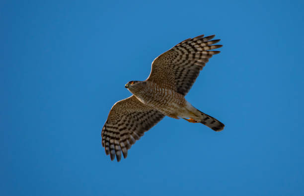 Overhead Cooper's Hawk A Cooper's Hawk flies overhead with a blue sky background accipiter striatus stock pictures, royalty-free photos & images